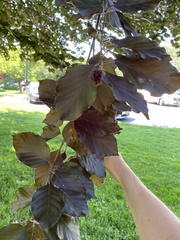 Fagus sylvatica