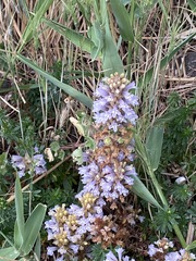 Phelipanche schultzioides