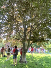 Fagus sylvatica
