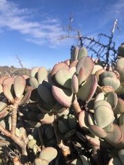 Crassula arborescens