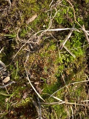 Pleuridium subulatum