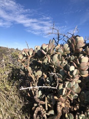 Crassula arborescens