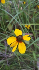 Rudbeckia amplexicaulis