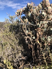 Crassula arborescens
