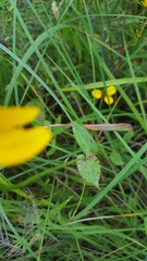 Rudbeckia amplexicaulis