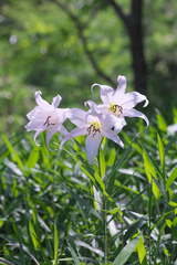 Lilium japonicum