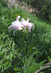 Lilium japonicum