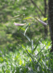 Lilium japonicum