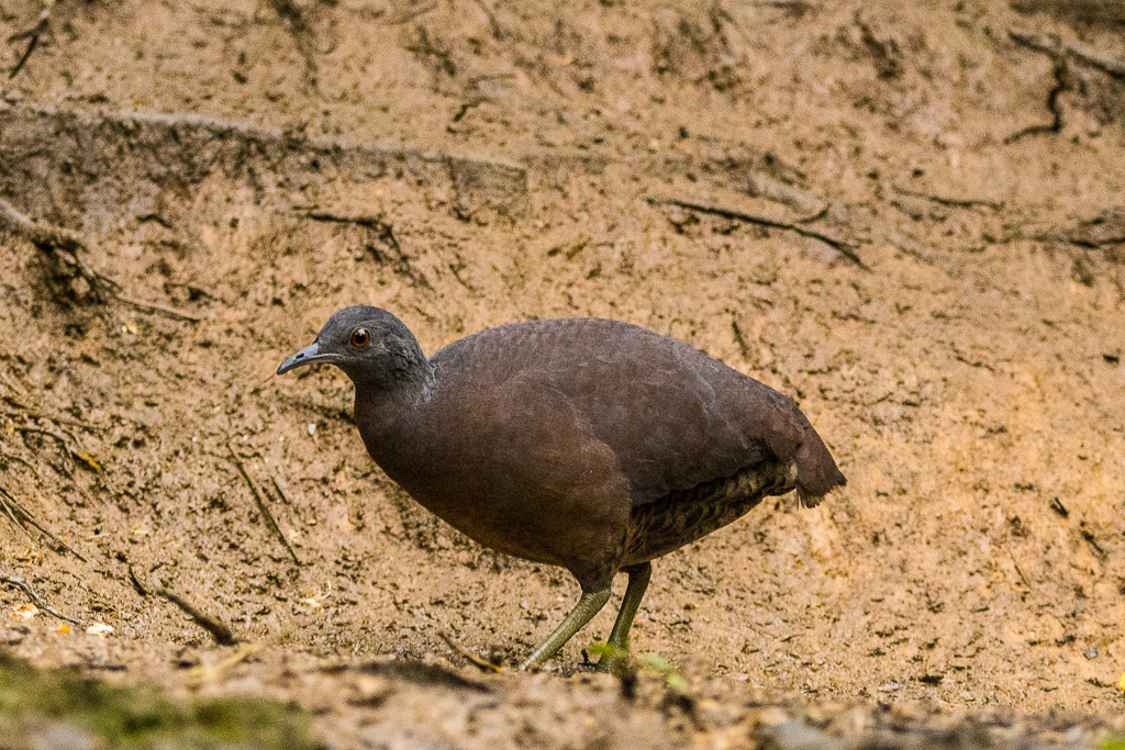 Atlantic Brown Tinamou