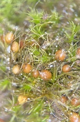 Pleuridium subulatum