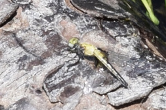 Celithemis martha