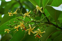 Tabernaemontana elegans