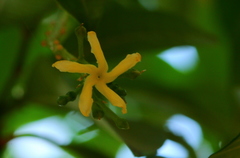 Tabernaemontana elegans