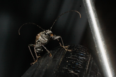 Anthophylax attenuatus