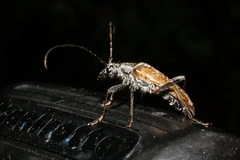 Anthophylax attenuatus