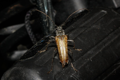 Anthophylax attenuatus