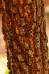 Tabernaemontana elegans