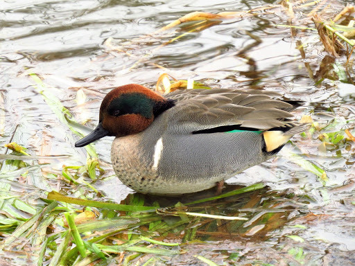 Green-winged Teal