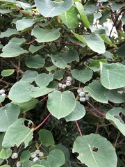 Homalanthus fastuosus