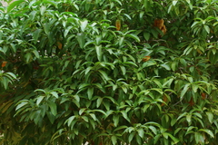 Tabernaemontana elegans