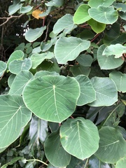 Homalanthus fastuosus