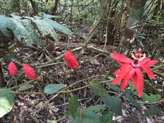 Passiflora tholozanii