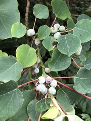 Homalanthus fastuosus