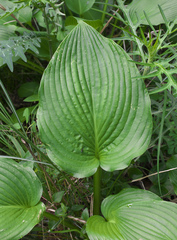 Hosta sieboldiana