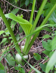 Hosta sieboldiana