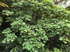 Homalanthus fastuosus