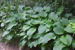 Hosta sieboldiana