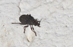 Otiorhynchus porcatus