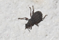 Otiorhynchus porcatus