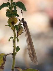 Creoleon lugdunensis