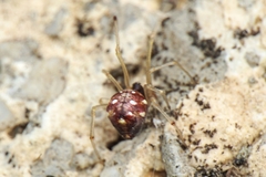 Neottiura uncinata