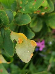 Puccinia graminis
