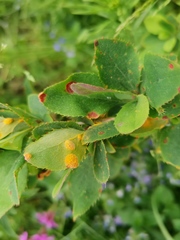 Puccinia graminis
