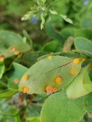 Puccinia graminis