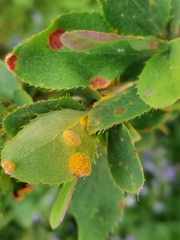 Puccinia graminis