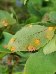 Puccinia graminis