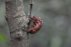 Quesada gigas