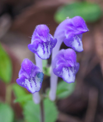 Scutellaria laeteviolacea