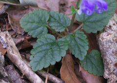 Scutellaria laeteviolacea