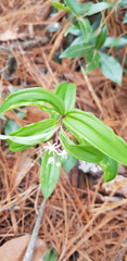 Maianthemum scilloideum