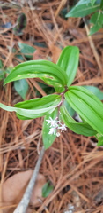 Maianthemum scilloideum