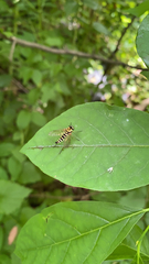 Chrysopilus ornatus