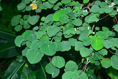 Homalanthus fastuosus