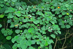 Homalanthus fastuosus