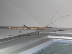 Maculonecroscia shukayi
