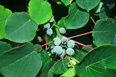 Homalanthus fastuosus